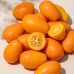 Kumkwat
