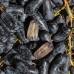 Winogronа Sapphire 
