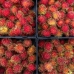 Rambutan