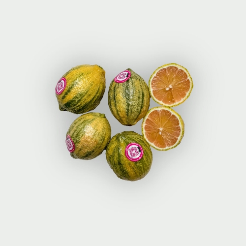 Cytryna Tygrysia (Tiger Lemon)