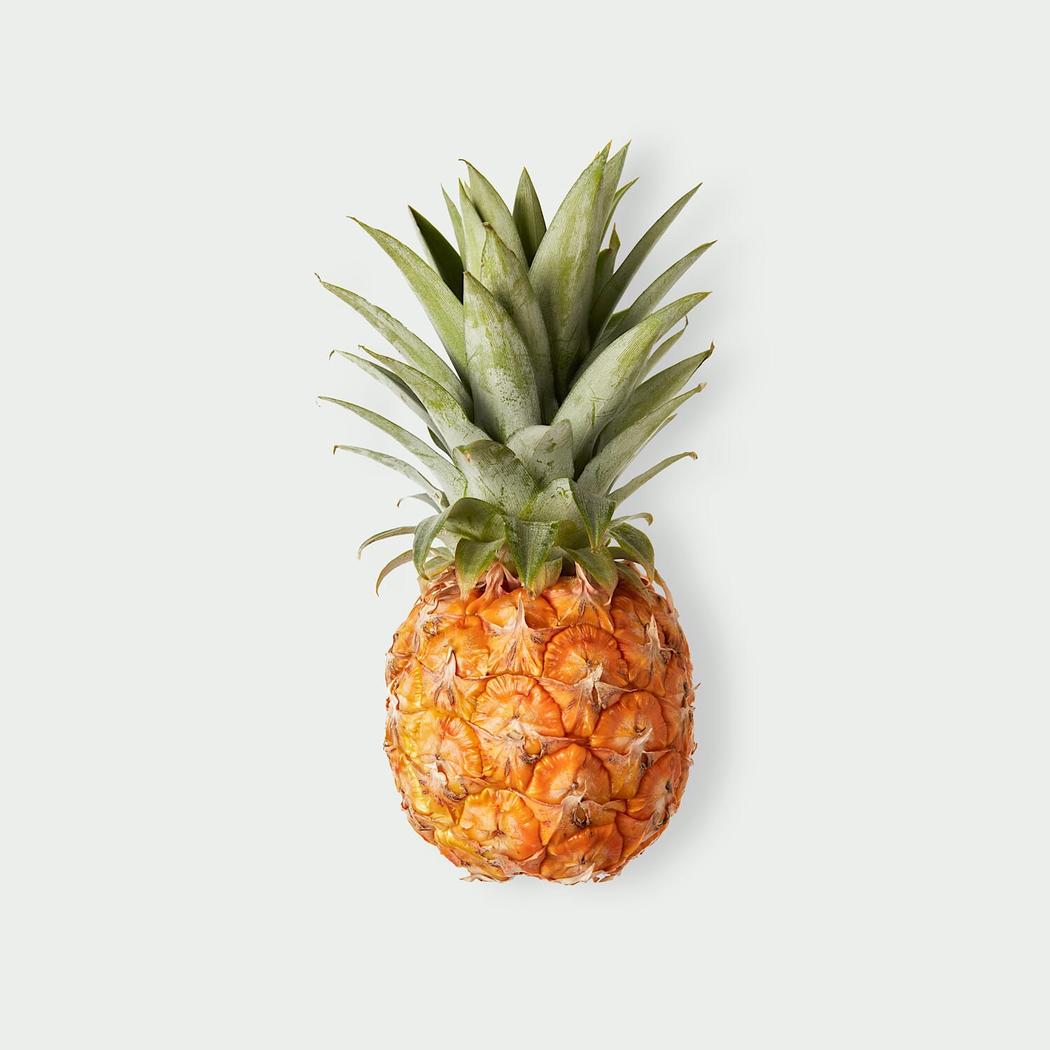 Ananas królewski baby