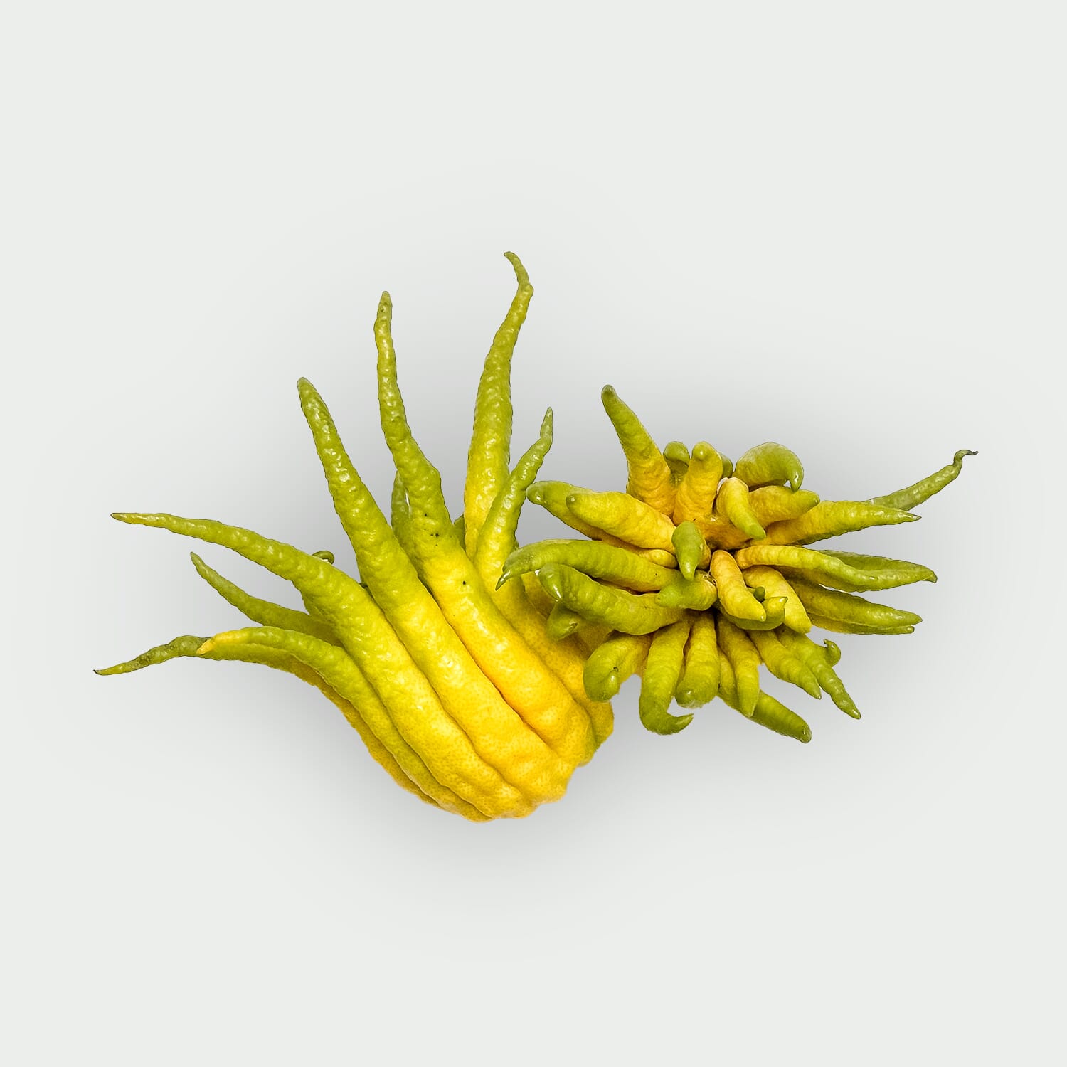 Ręka Buddy